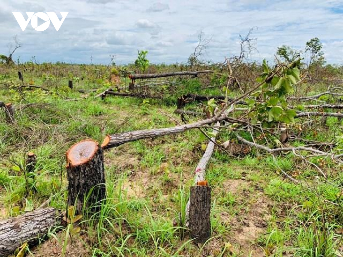 Để mất gần 400 ha rừng, Chủ tịch UBND xã ở Đắk Lắk tự nhận hình ...