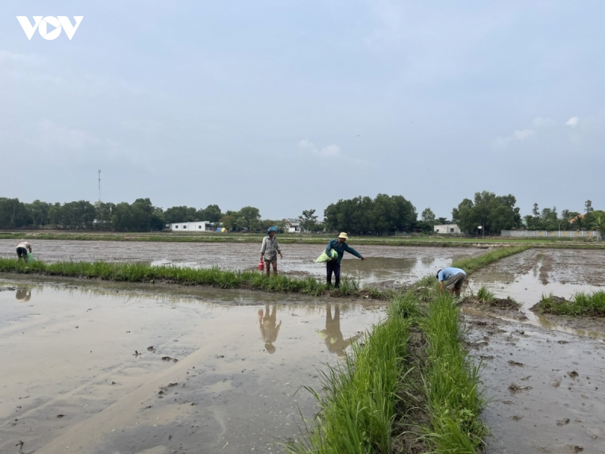 nguoi trong lua o ba ria - vung tau thu hep san xuat vi chi phi dau vao tang hinh anh 2