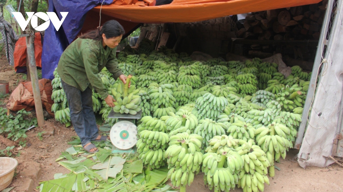 nong dan son la ky vong duong cao toc va cang hang khong se dua nong san vuon xa hinh anh 3