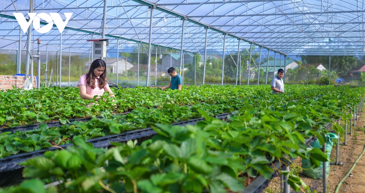 International conference discusses high efficiency farming in Vietnam