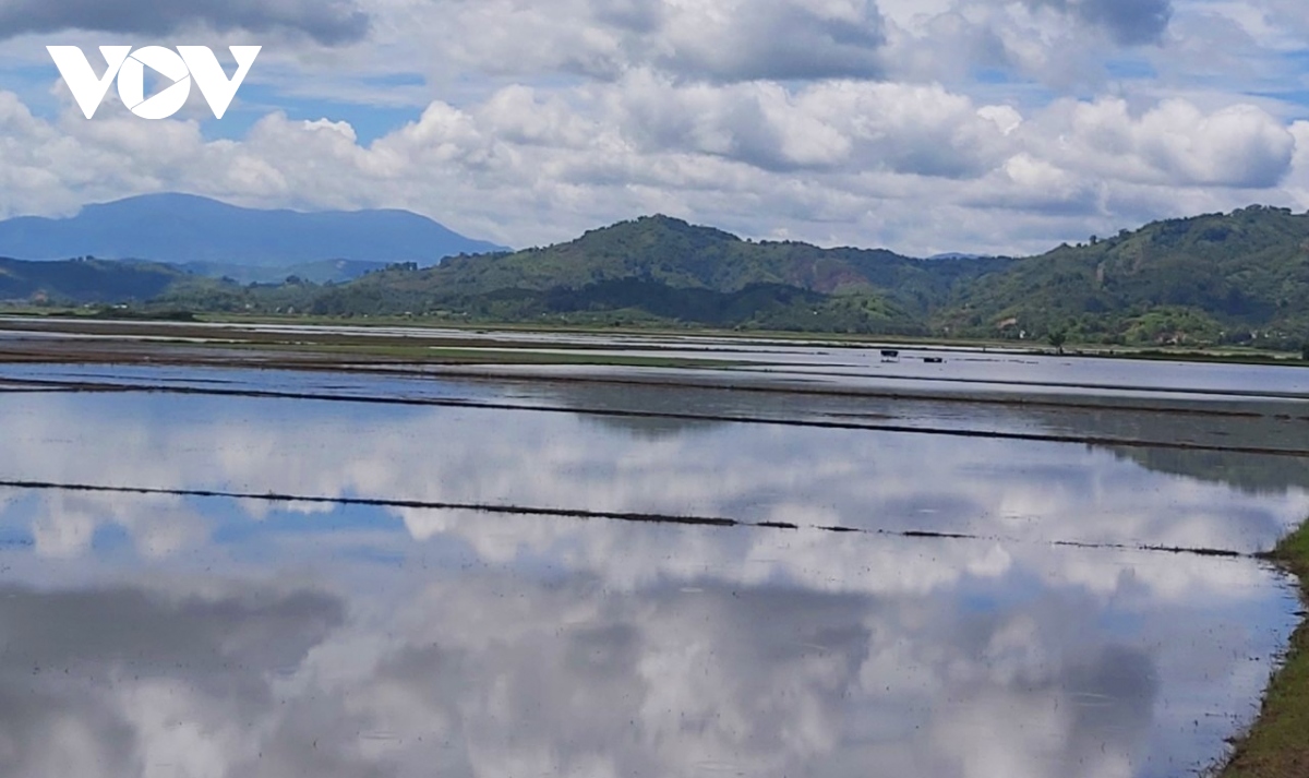 650 ha cay trong bi ngap ung sau nhieu ngay mua lon hinh anh 1