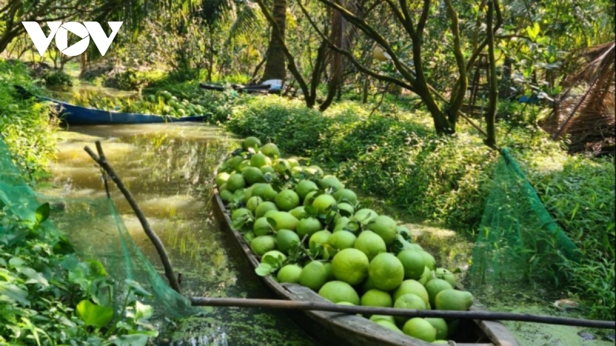 hop tac xa giup nha vuon hau giang nang cao thu nhap, on dinh dau ra hinh anh 2