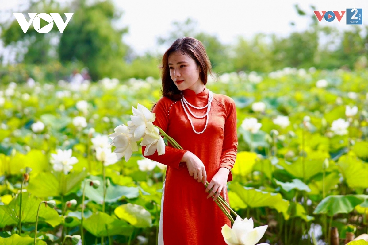 Chụp ảnh sen được yêu thích nhất - Tuong Lam Photos