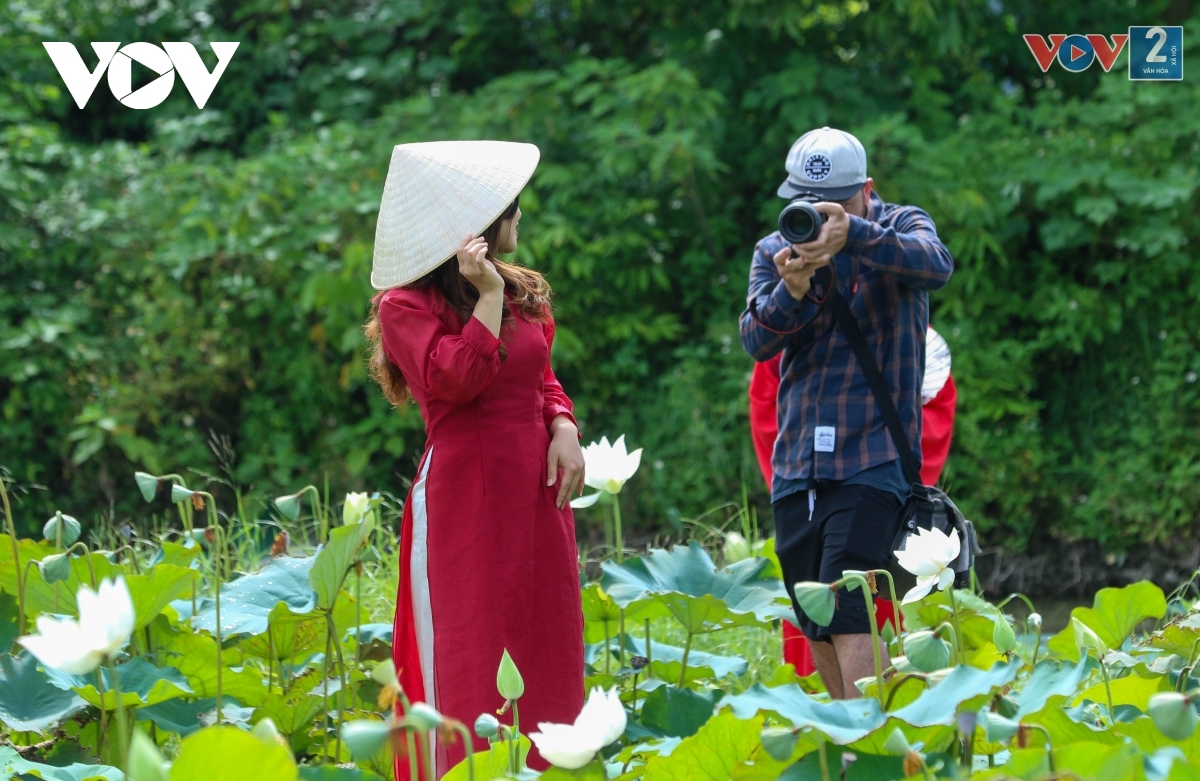 ngam dam sen trang tinh khoi o ngoai thanh ha noi hinh anh 11