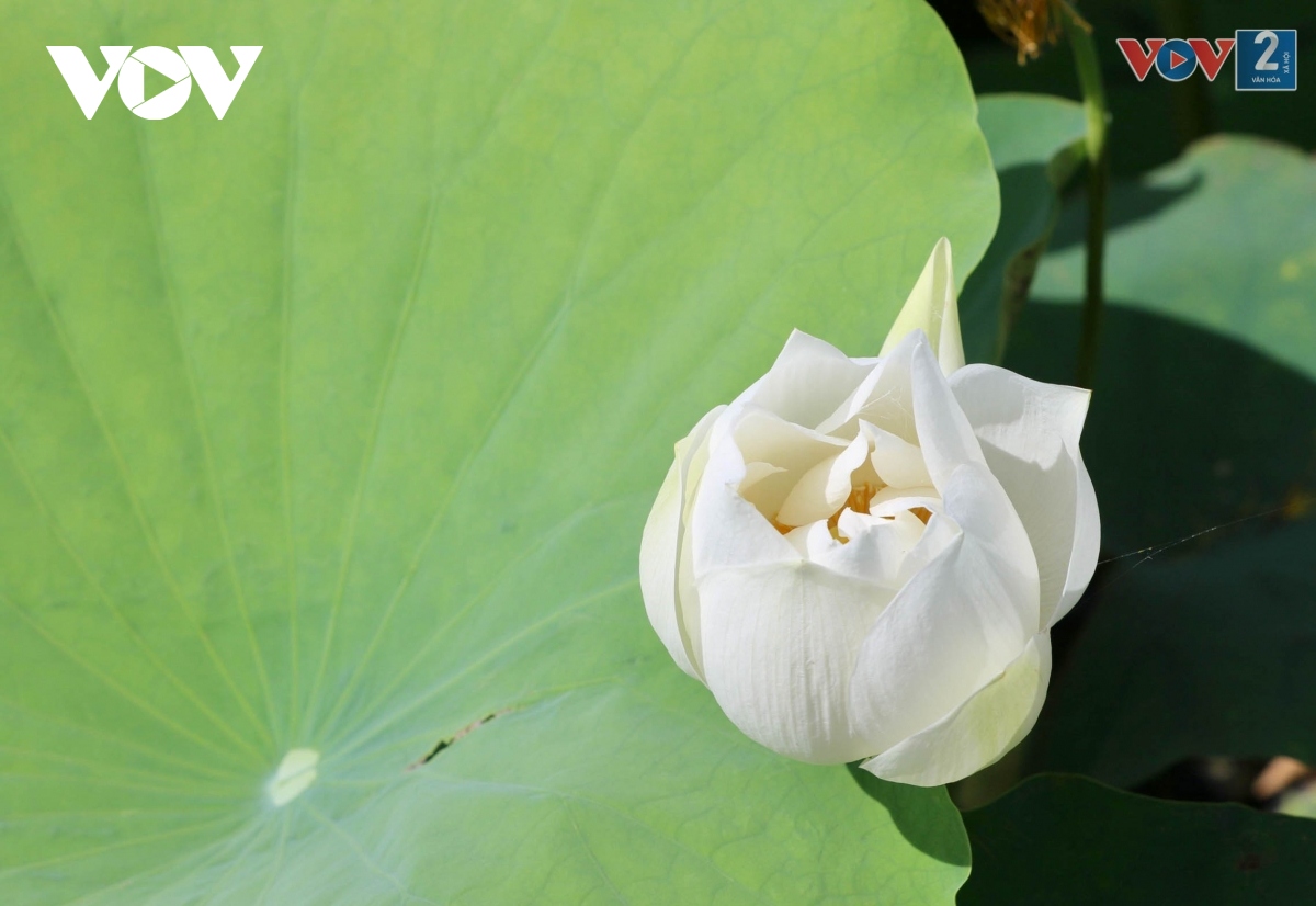 ngam dam sen trang tinh khoi o ngoai thanh ha noi hinh anh 12