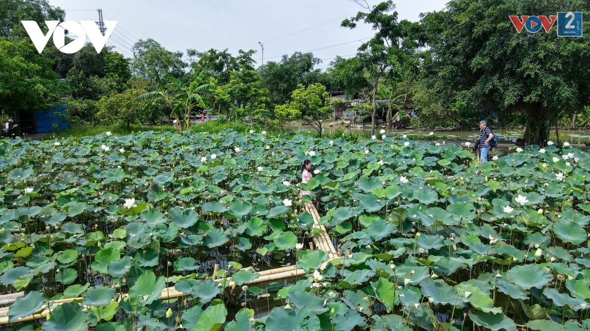 ngam dam sen trang tinh khoi o ngoai thanh ha noi hinh anh 17