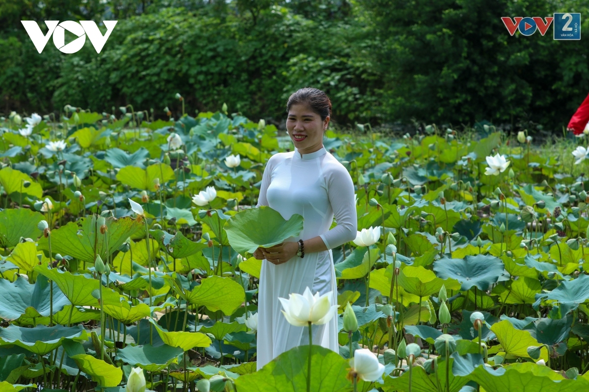 ngam dam sen trang tinh khoi o ngoai thanh ha noi hinh anh 18