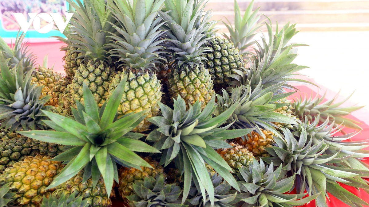 Phát triển Quỳnh Nhai thành vùng nguyên liệu trọng điểm về dứa ở Sơn La