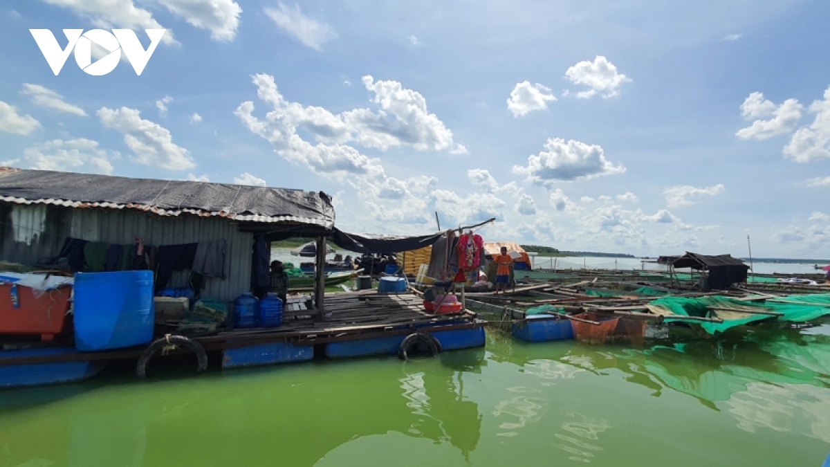 gian nan dua ngu dan ho dau tieng len bo hinh anh 4