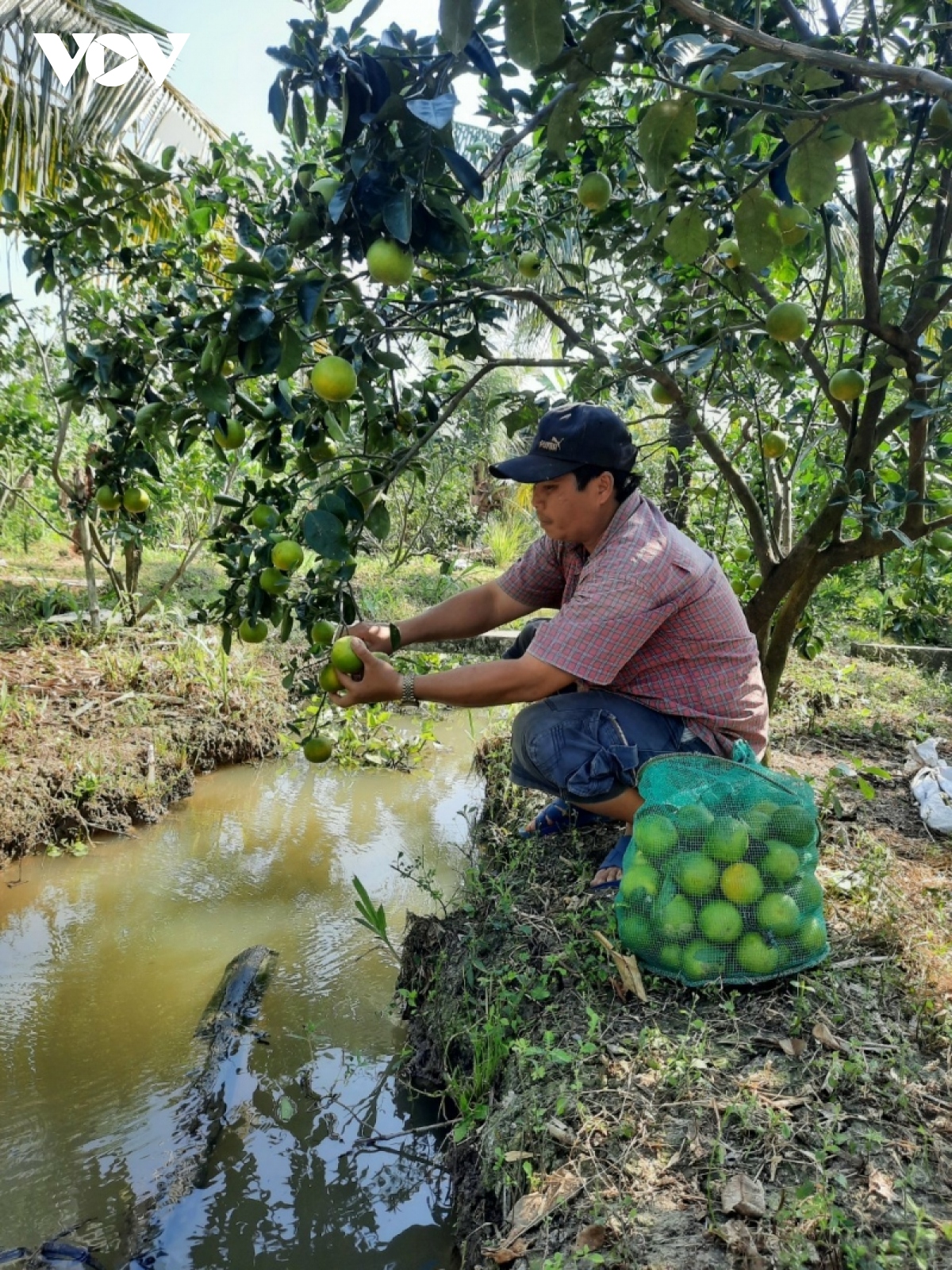 tien giang chuyen hon 7.200 ha dat lua kem hieu qua sang cay trong khac hinh anh 3