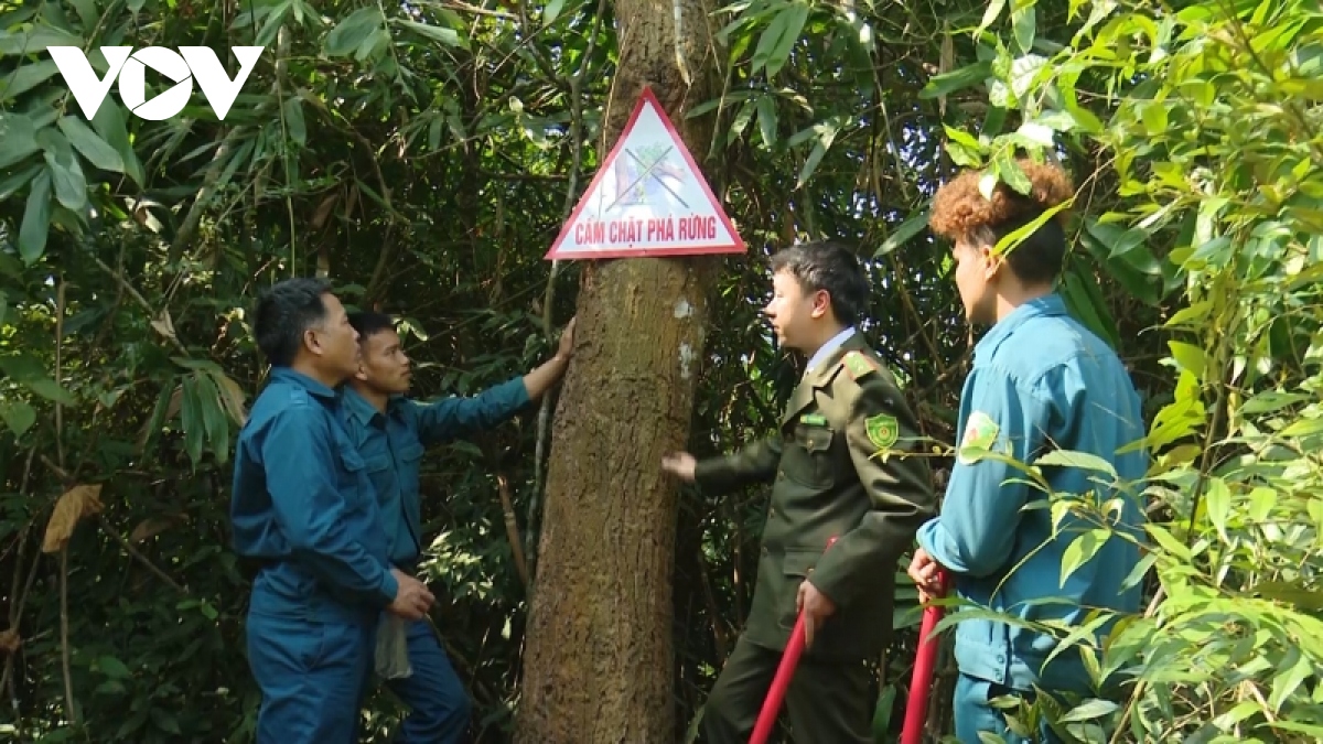 them dong luc de nguoi dan gin giu va phat trien rung hinh anh 2