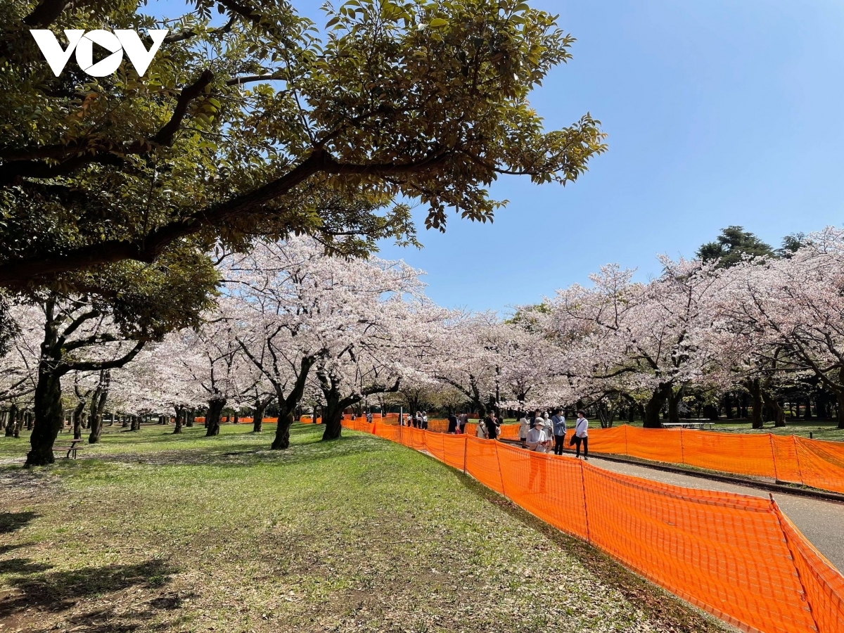 Survey shows Vietnamese tourists keen to visit Japan