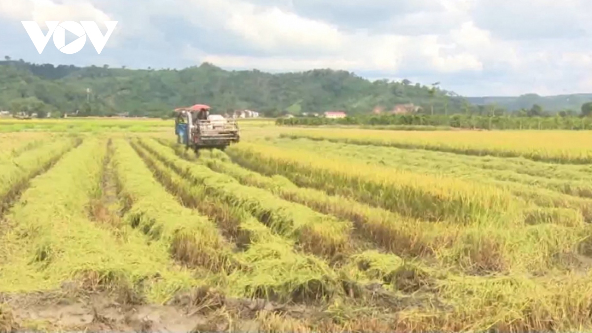 mua vang tren vung dat nui lua krong no hinh anh 2