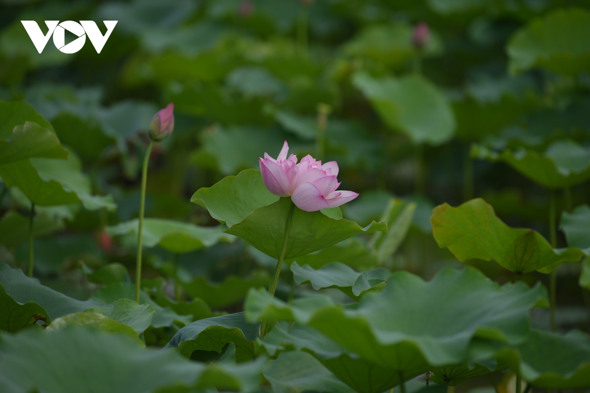 lac vao khong gian nhu co tich o dam sen hong lon nhat ha noi hinh anh 3