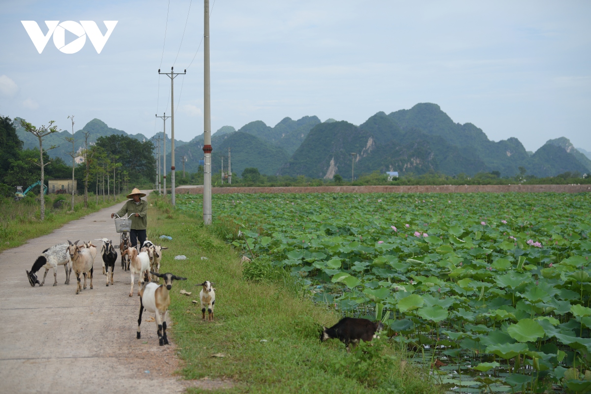 lac vao khong gian nhu co tich o dam sen hong lon nhat ha noi hinh anh 7