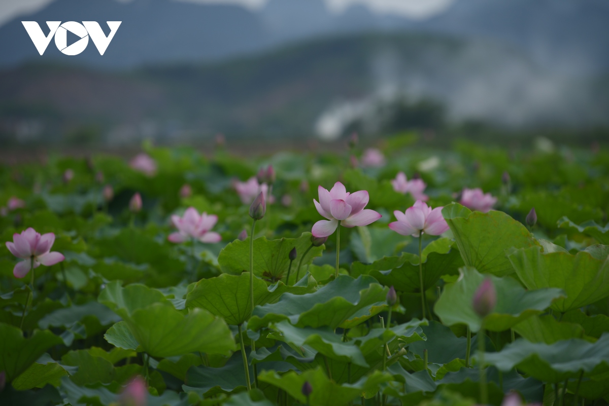 lac vao khong gian nhu co tich o dam sen hong lon nhat ha noi hinh anh 6