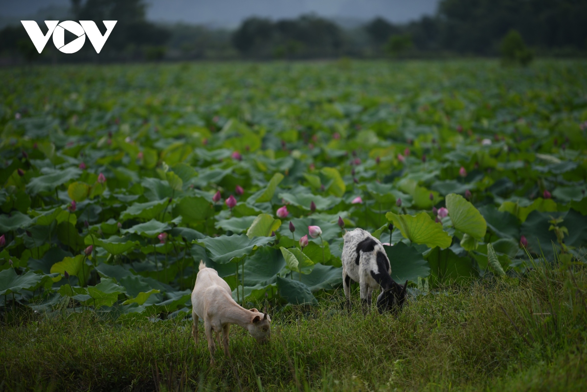 lac vao khong gian nhu co tich o dam sen hong lon nhat ha noi hinh anh 8