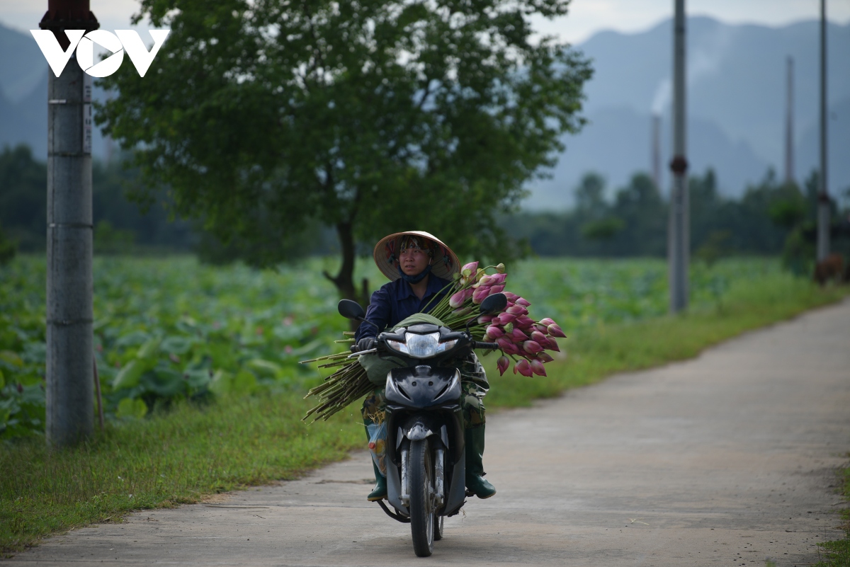 lac vao khong gian nhu co tich o dam sen hong lon nhat ha noi hinh anh 9