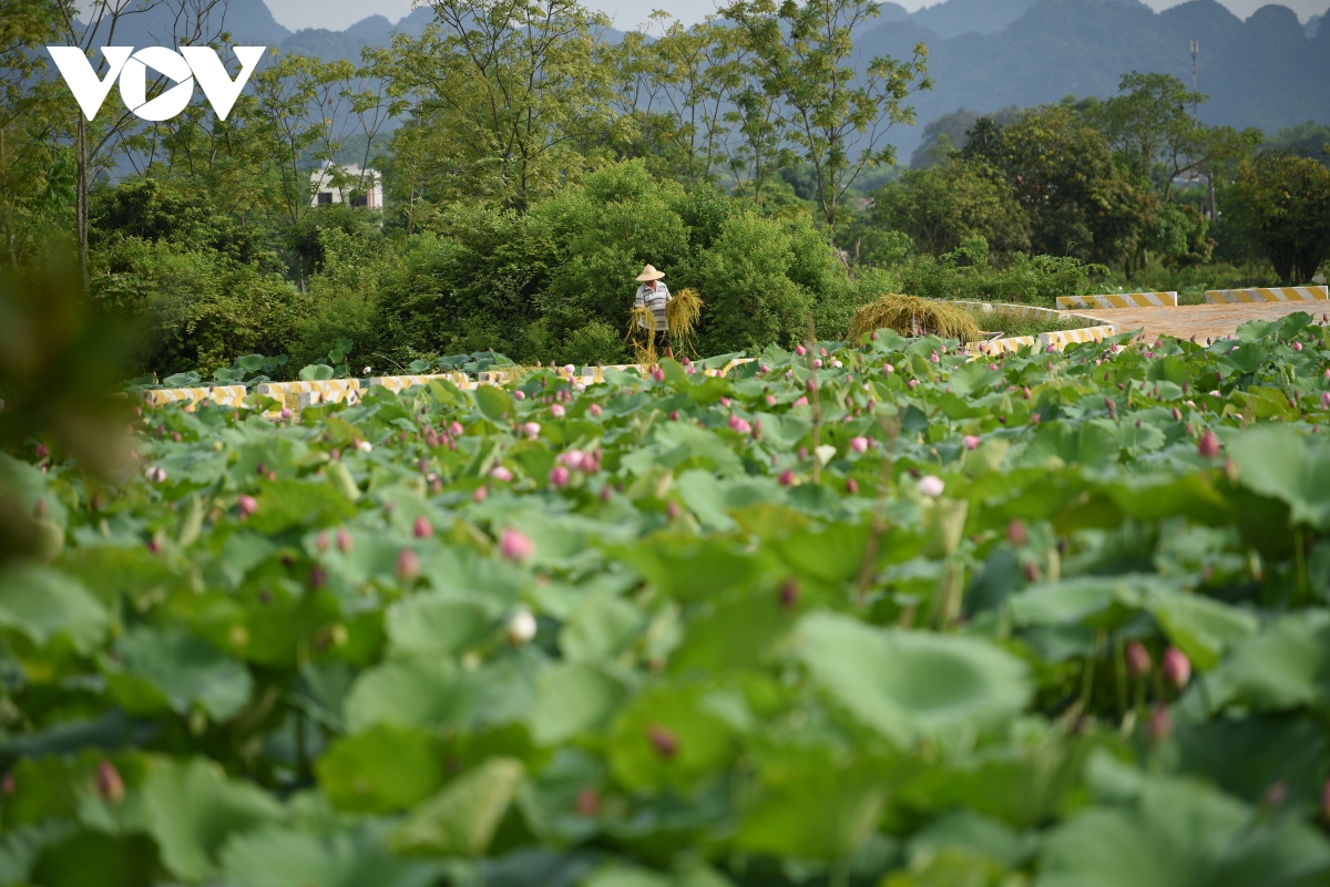 lac vao khong gian nhu co tich o dam sen hong lon nhat ha noi hinh anh 12