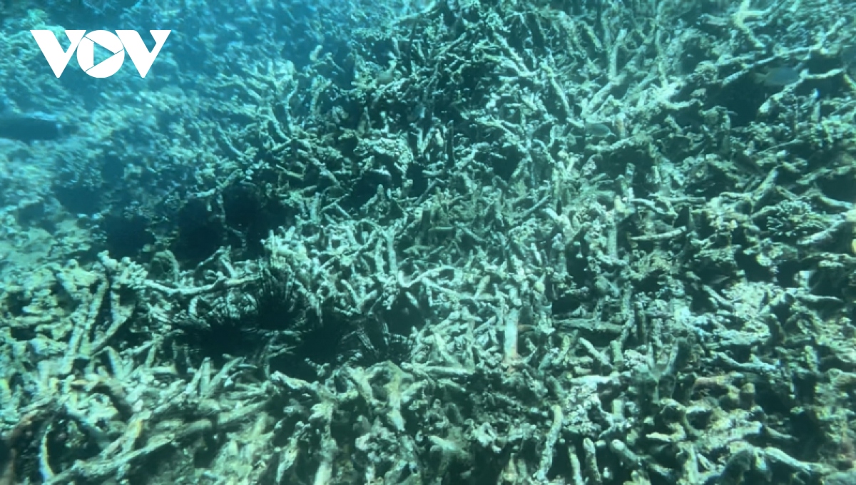 Rạn san hô ở vùng lõi Vịnh Nha Trang suy giảm nghiêm trọng?