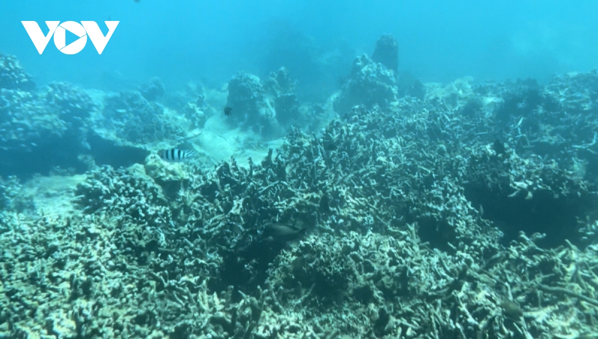 Rạn san hô ở vùng lõi Vịnh Nha Trang suy giảm nghiêm trọng?