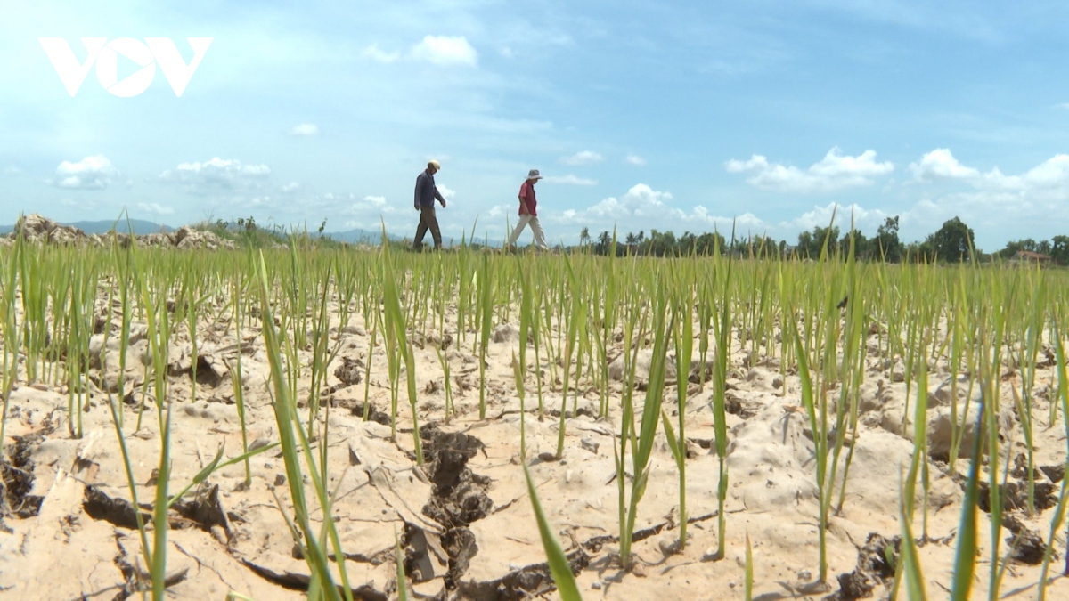 Phú Yên khẩn trương chống khô hạn lúa Hè Thu