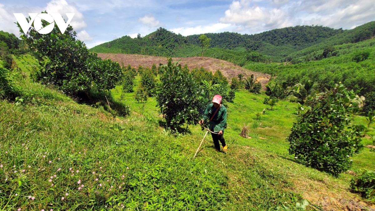 binh Dinh phat trien vung cay an qua tap trung hinh anh 2