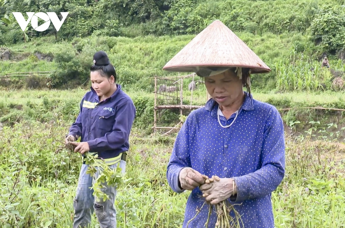 cay lac do giup nguoi vung cao Dien bien doi doi hinh anh 2