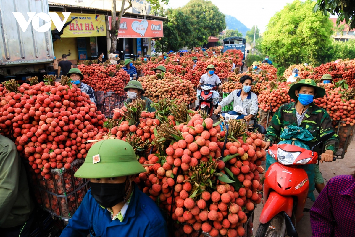 Mùa vải thiều 2022, Bắc Giang đạt doanh thu trên 6.700 tỷ