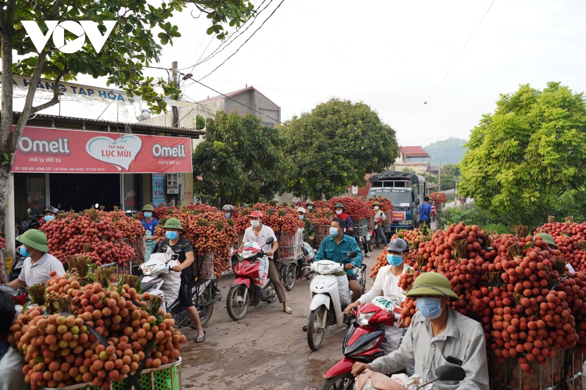 bac giang doc suc, chung tay cho mua vai thang loi hinh anh 11