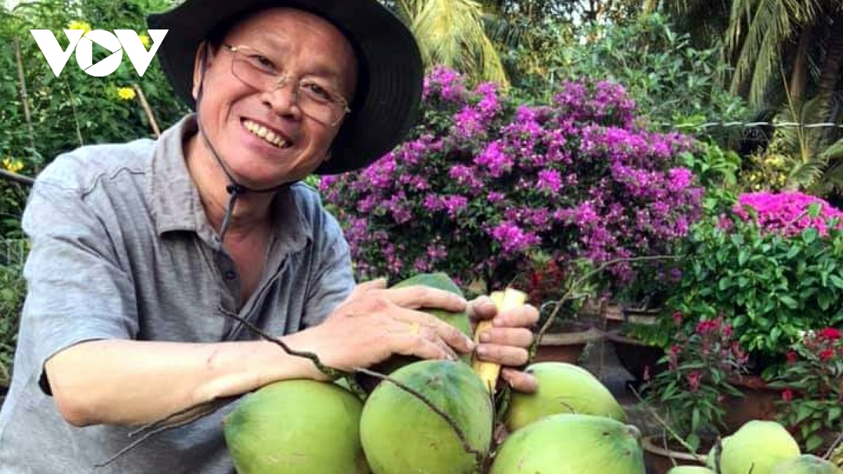 Lạ Ninh Thuận Dừa bất ngờ ra trái có hình dáng giống bắp ngô