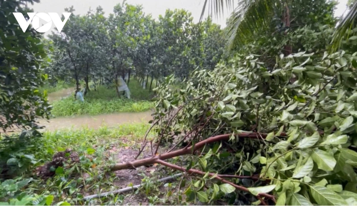 mua keo dai gay do nga, ngap ung hang nghin ha lua, vuon cay an trai hinh anh 2