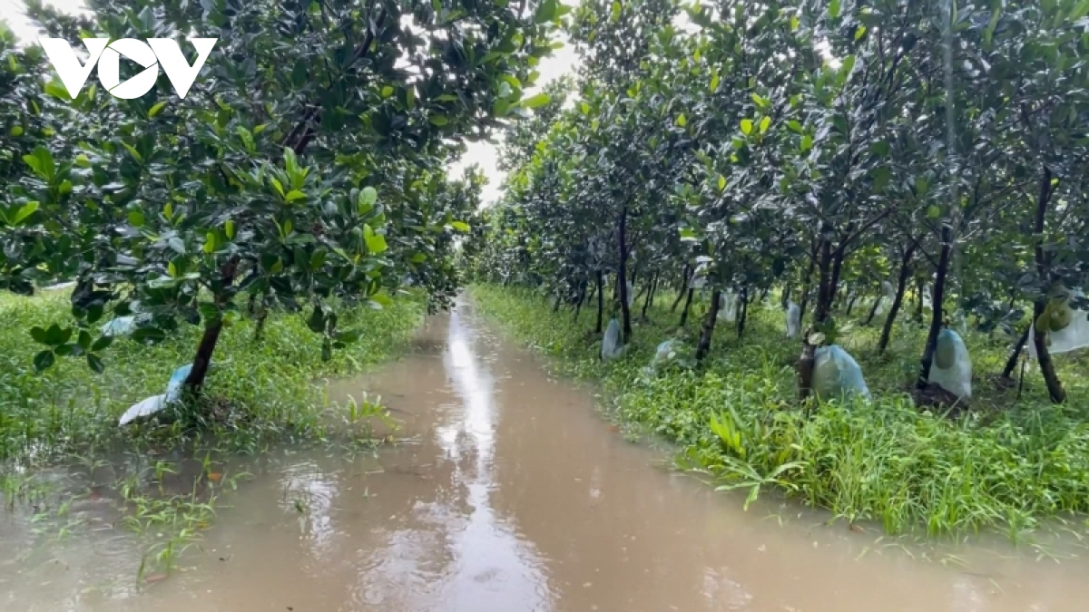 mua keo dai gay do nga, ngap ung hang nghin ha lua, vuon cay an trai hinh anh 3