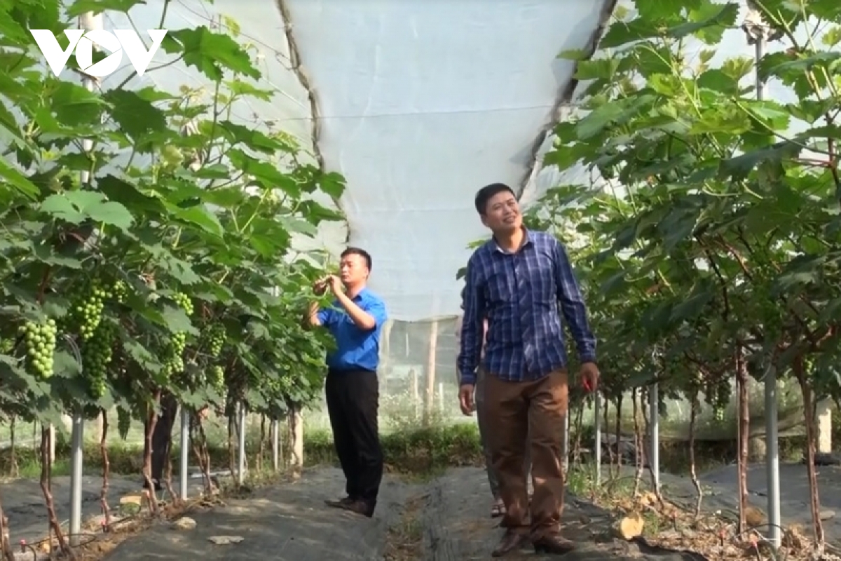 cây nho đen - hướng phát triển kinh tế mới cho người dân than uyên hình ảnh 2 cay nho den - huong phat trien kinh te moi cho nguoi dan than uyen hinh anh 2