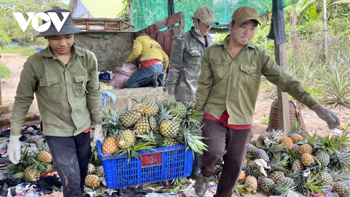 trái dứa dội chợ khiến nông dân krông bông Đắk lắk thua lỗ hình ảnh 2 trai dua doi cho khien nong dan krong bong Dak lak thua lo hinh anh 2