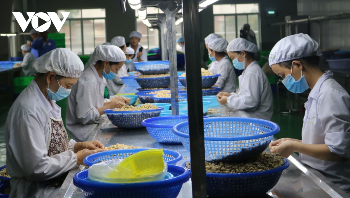 How to utilise EVFTA to boost cashew exports to France