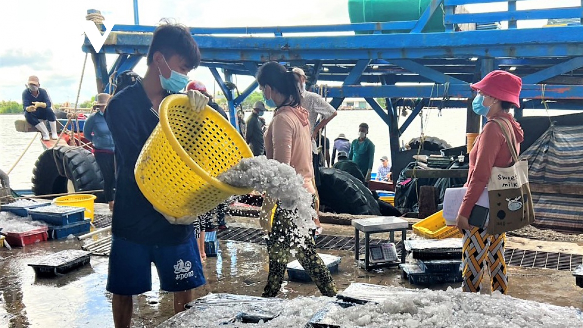 gia dau tang cao, nhieu tau ca o ca mau phai nam bo tranh lo hinh anh 1