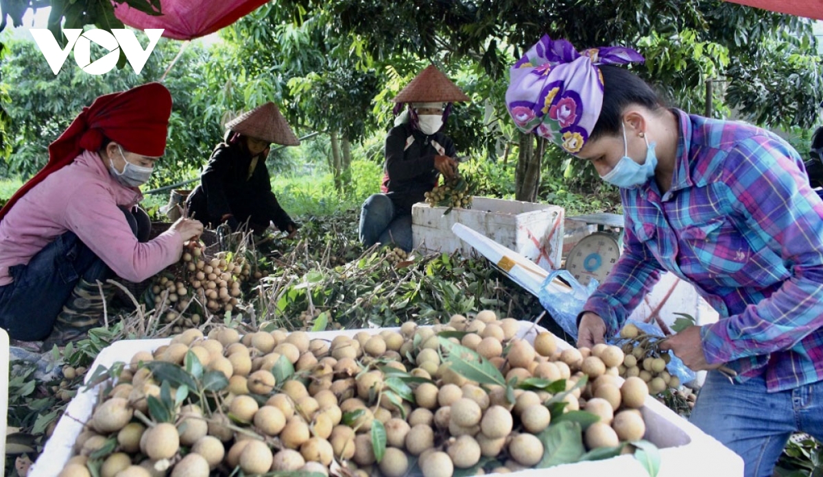 Son La officially exports longans to EU and UK markets