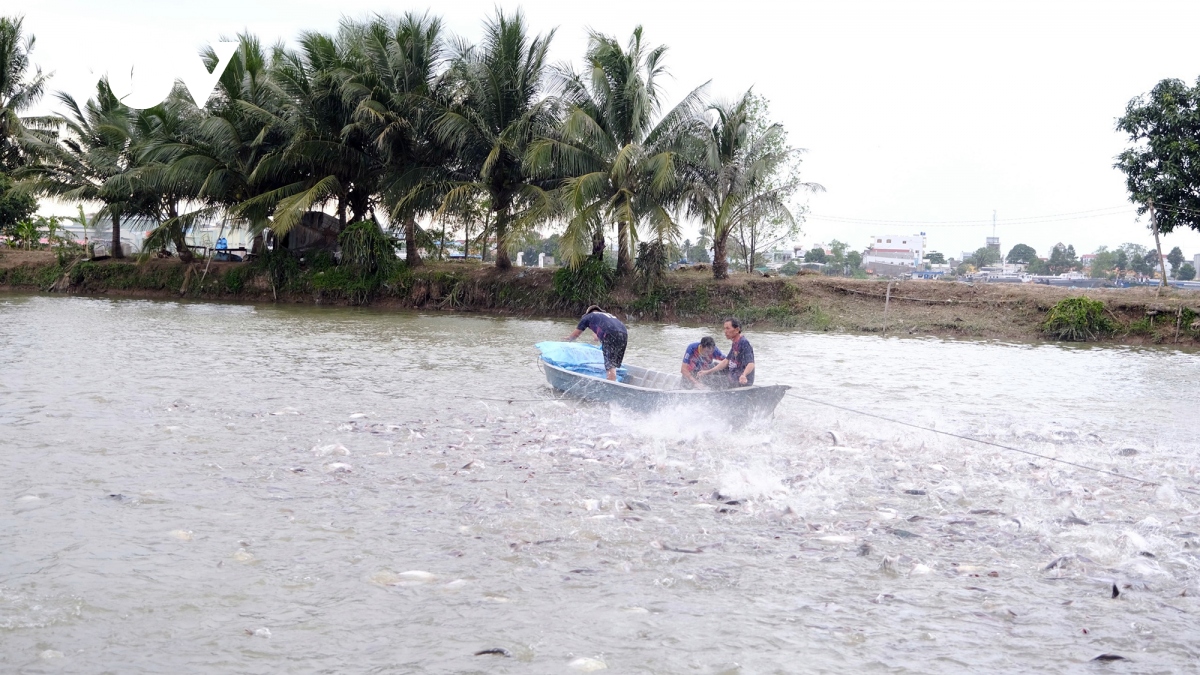 thi truong eu giup chuyen san xuat nong nghiep sang kinh te nong nghiep hinh anh 2