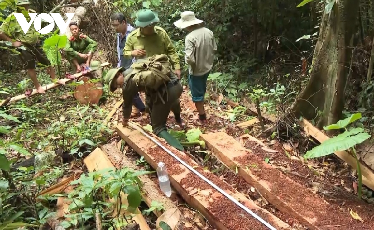 Vì sao Trạm trưởng Trạm bảo vệ rừng tại tỉnh Quảng Bình bị đình ...