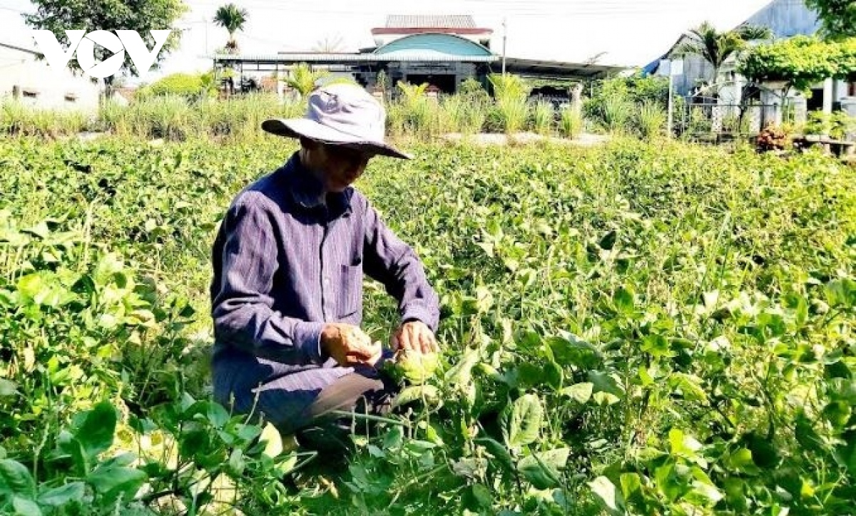 gia vat tu nong nghiep tang cao, quang nam go kho cho nong dan hinh anh 2