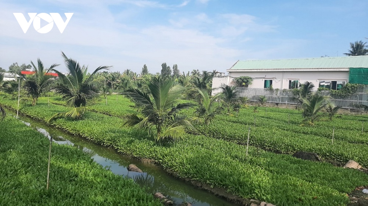 nong tien giang phan khoi vi rau xanh dat hang, duoc gia hinh anh 3