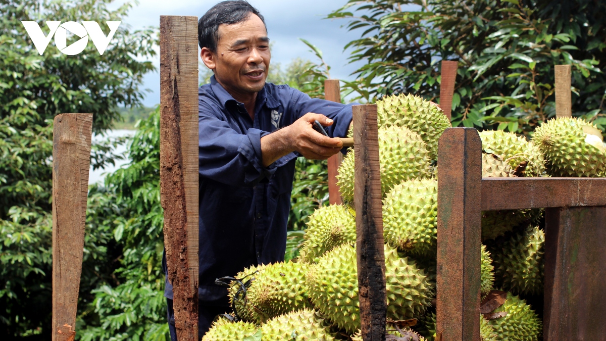 nong dan gia lai lai lon tu sau rieng duoc mua, gia ban on dinh hinh anh 1