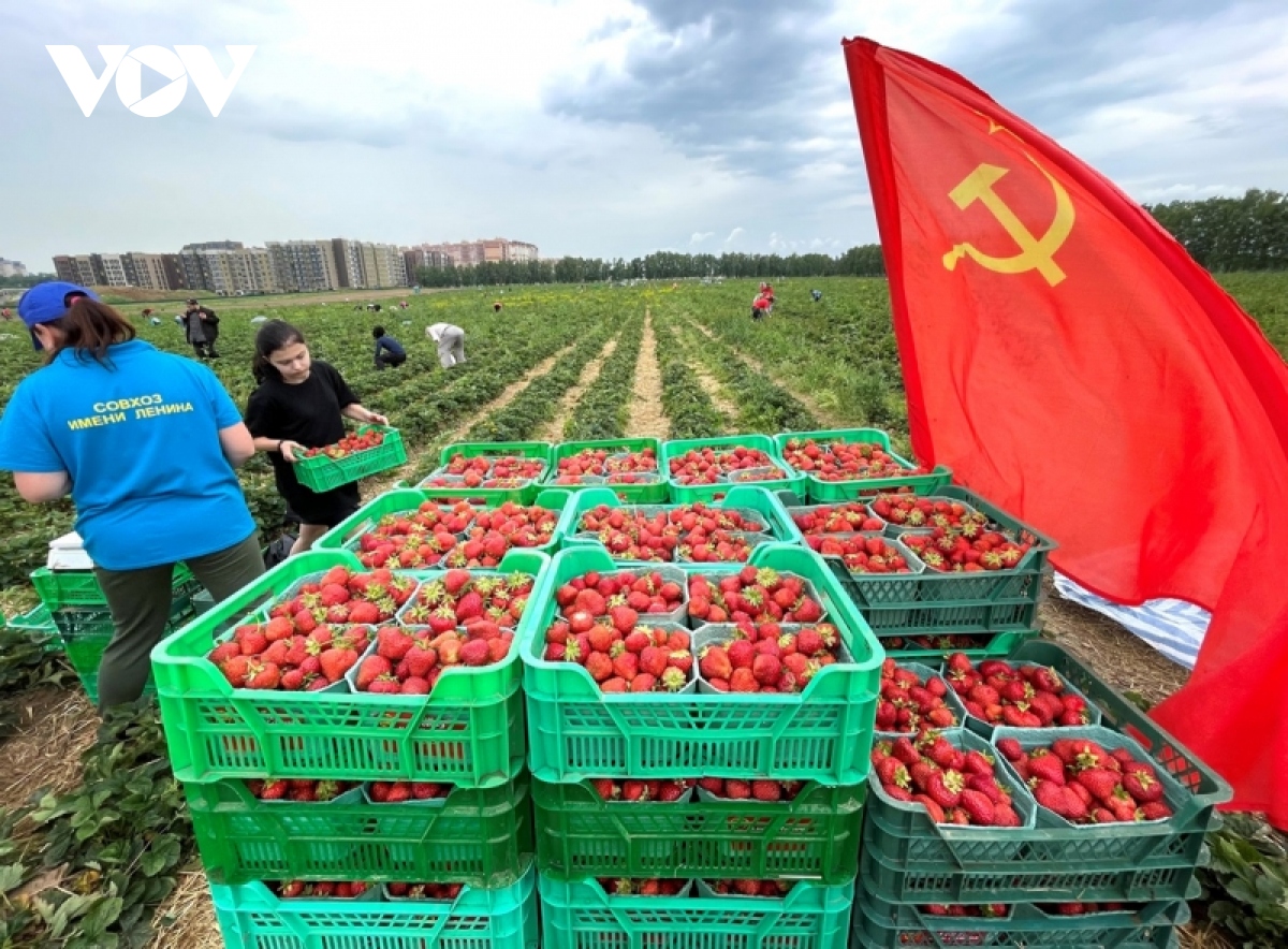 trai nghiem thu hoach dau tai nong trang lenin o nga hinh anh 7