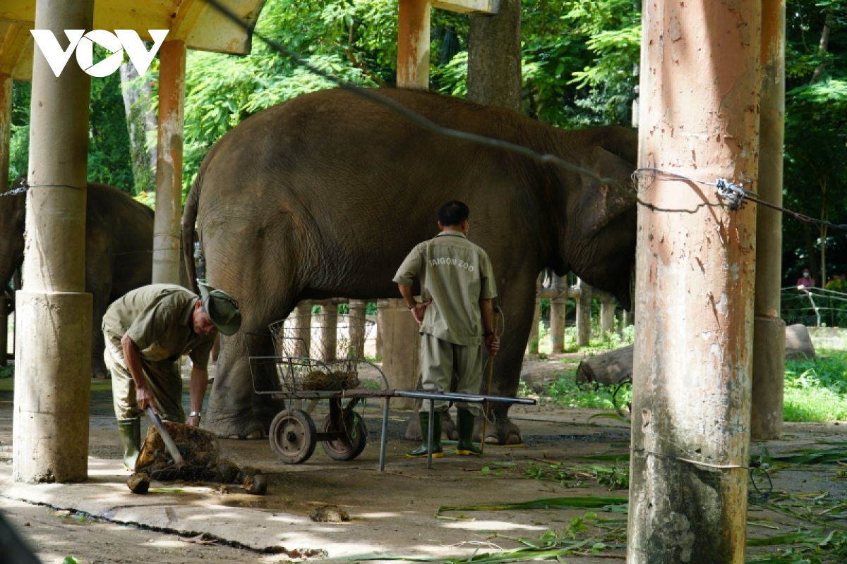 Quy trình "độc lạ" chế biến phân voi thành giấy