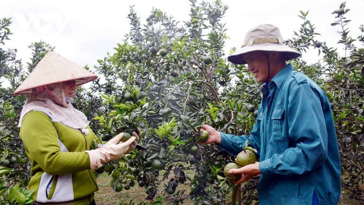 Năm 2025 sẽ có trên 20% sản phẩm nông nghiệp ứng dụng công nghệ cao