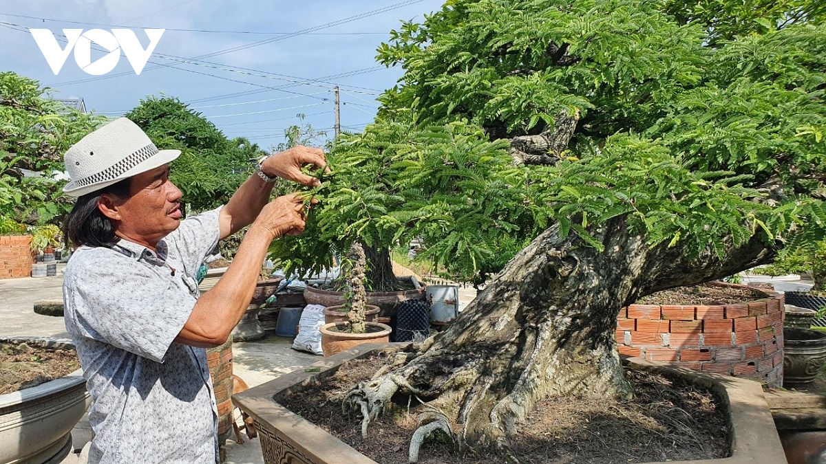  vua me voi nhung tac pham bonsai hai tien ty hinh anh 1