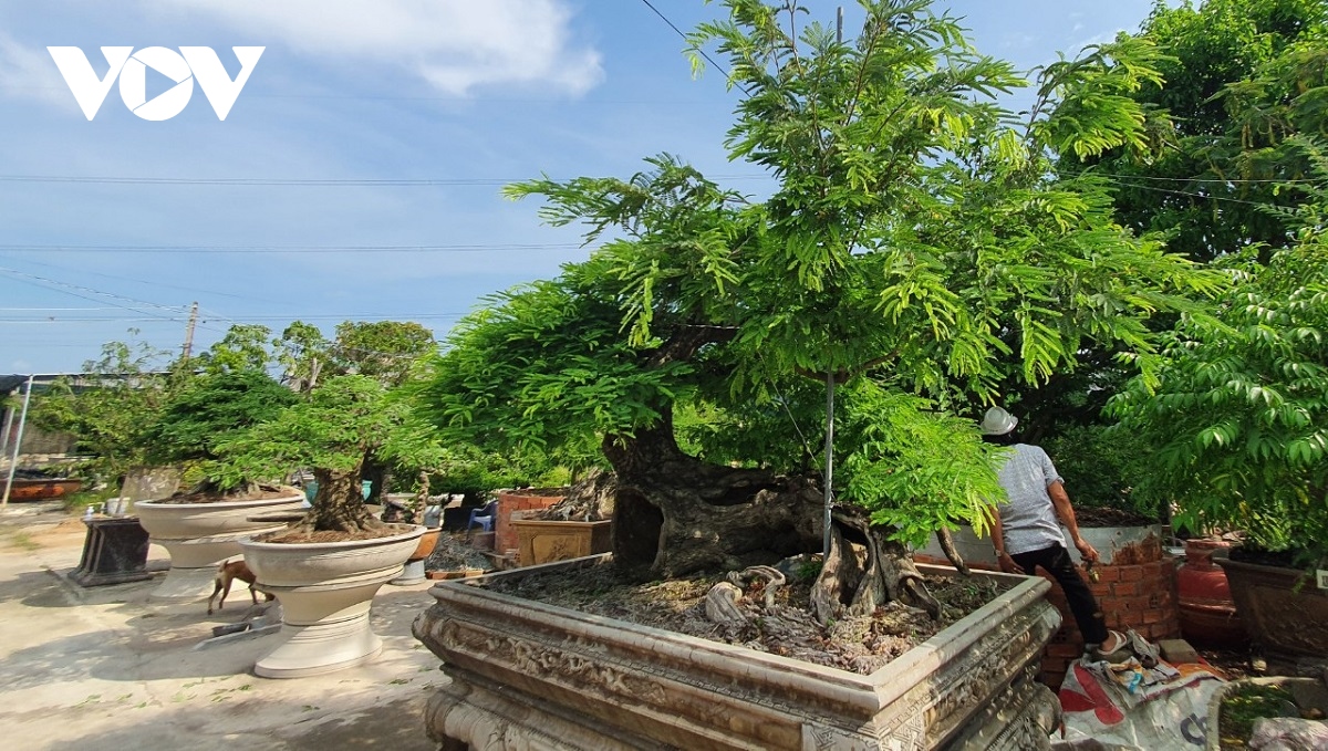  vua me voi nhung tac pham bonsai hai tien ty hinh anh 2