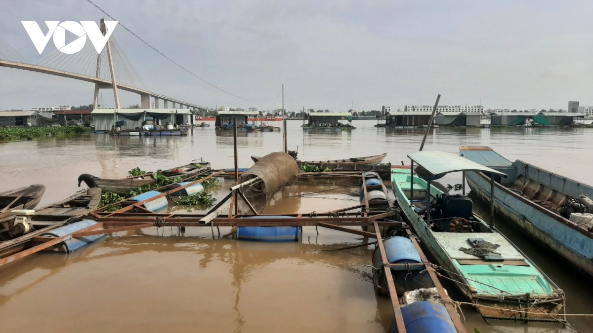 nuoi ca thua lo, nhieu ngu dan o tien giang ban ca long be hinh anh 1