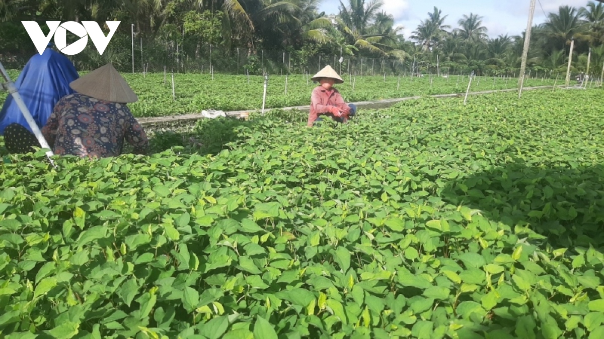 phan bon, thuoc bao ve thuc vat van o muc cao dang la ganh nang cho nha nong hinh anh 3